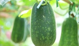 热门大瓜,热门大瓜背后的惊人真相